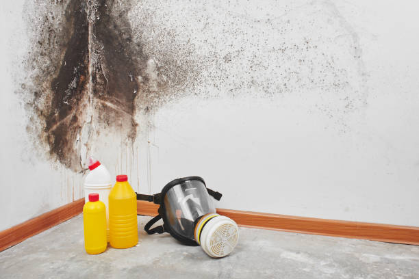 Best Professional Mold Removal  in Hobart, WI