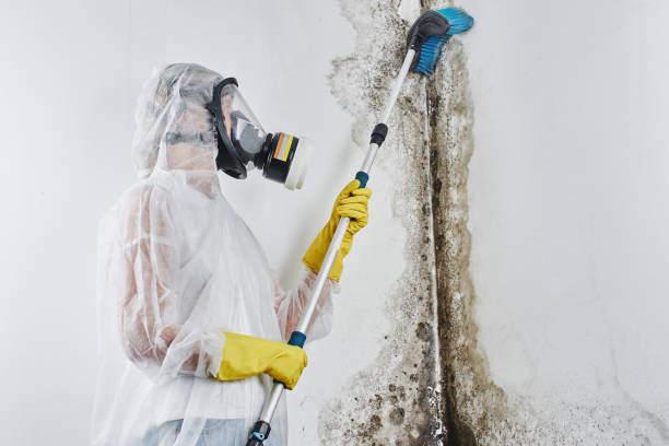 Best Best Mold Removal Companies  in Hobart, WI