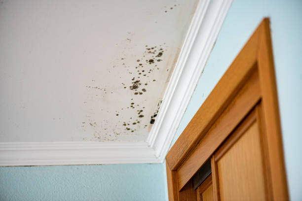 Best Mold Testing  in Hobart, WI