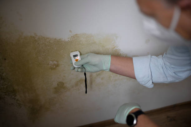 Mold Testing and Removal in Hobart, WI