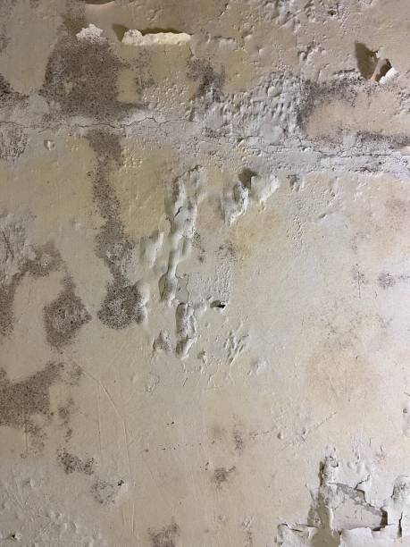Best Certified Mold Removal  in Hobart, WI