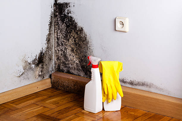 Best Mold Removal Near Me  in Hobart, WI