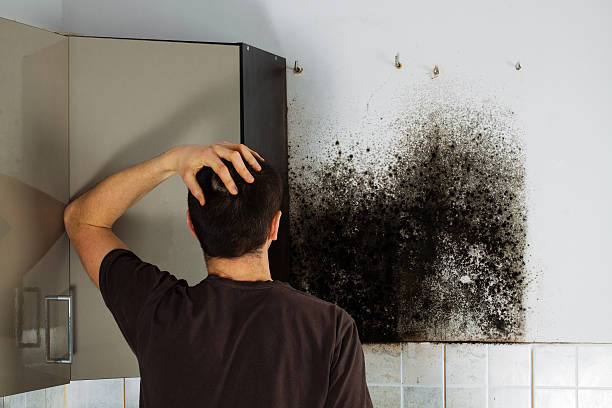 Best Same-Day Mold Removal  in Hobart, WI