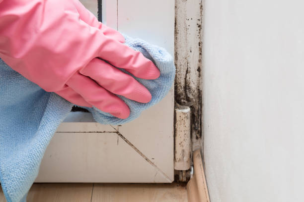 Best Office Mold Removal Services  in Hobart, WI